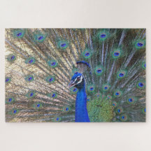 Pavão de Beleza Azul