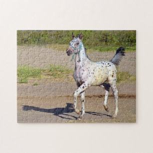 Quebra-cabeça Pé de Cavalo Appaloosa em Corrida