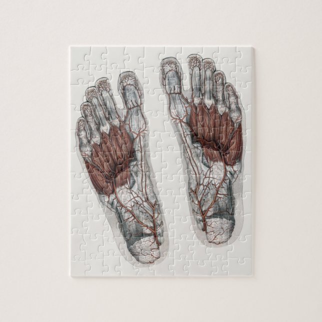 Quebra-cabeça Pé Podiatral De Podiatria Da Anatomia Humana Vinta (Vertical)