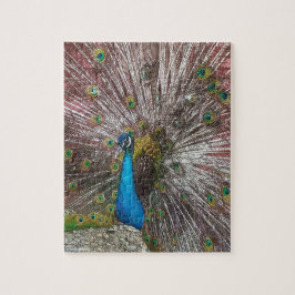 Quebra-cabeça Peacock 