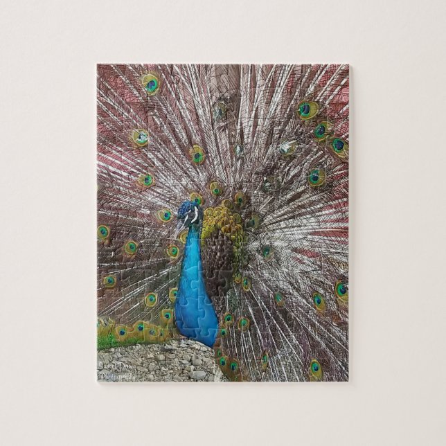 Quebra-cabeça Peacock  (Vertical)