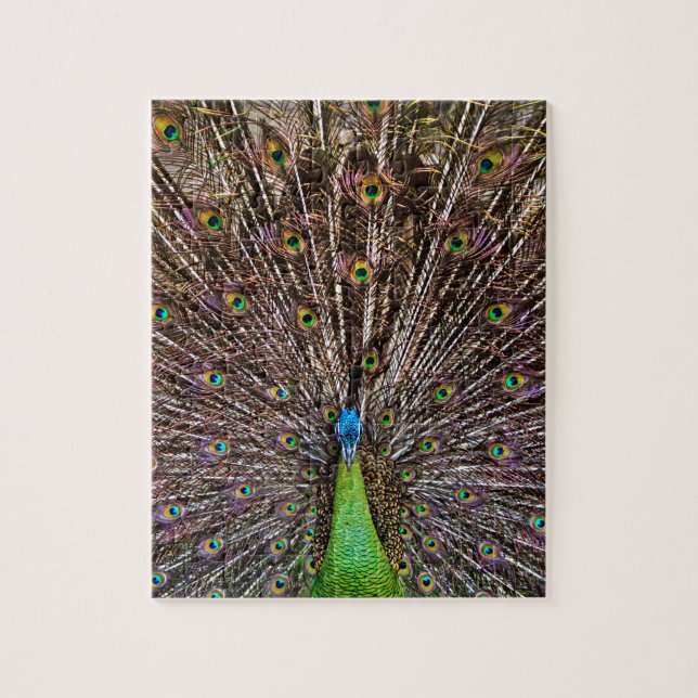 Quebra-cabeça Peacock (Vertical)
