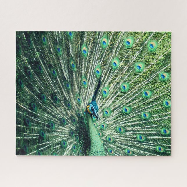 Quebra-cabeça Peacock Strut (Horizontal)