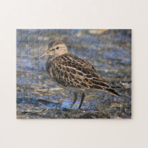 Pecuária Sandpiper surpreendente na praia