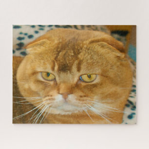 Quebra-cabeça Pedigree. do gato da dobra do Scottish