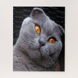 Quebra-cabeça Pedigree do Gato Scottish Fold