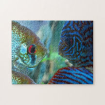 Peixe-Anel vs. Aquário de Peixe de Disco