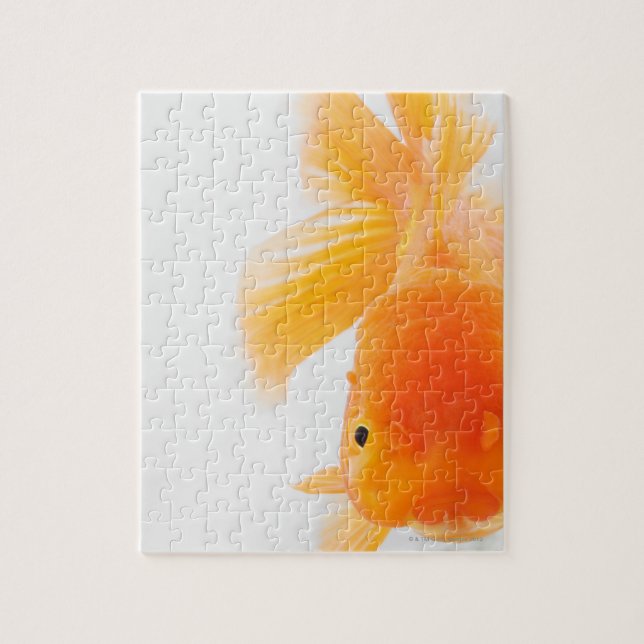 Quebra-cabeça Peixe-dourado-cabeça-de-laranja (Carassius auratus (Vertical)