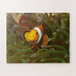 Quebra-cabeça Peixe-palhaço em anêmona verde. Recife de coral Ra