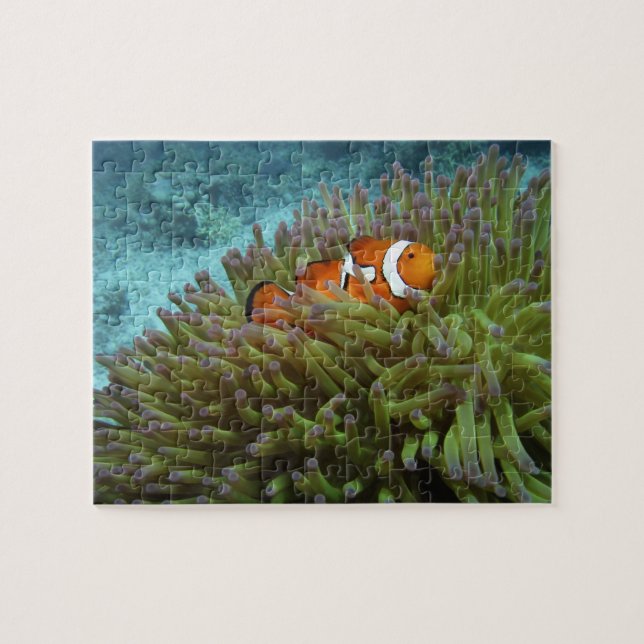 Quebra-cabeça Peixe-palhaço-ocidental (Amphiprion ocellaris) (Horizontal)