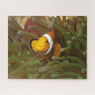 Quebra-cabeça Peixe-palheiro em anêmona verde. Coralreef Raja Am