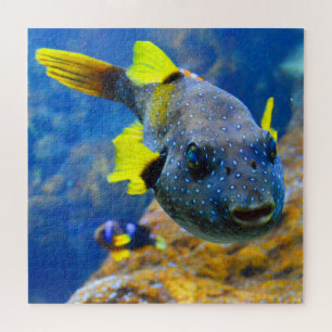 Quebra-cabeça Peixe-Penteado Azul, Multas Amarelas e Vedadas