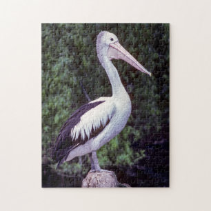 Quebra-cabeça Pelican em um galho, Tasmânia - Austrália