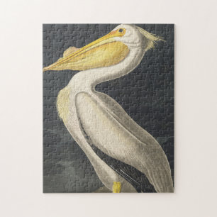 Quebra-cabeça Pelicano Branco Americano do Birds da América