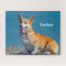 Pembroke Vermelho e Branco Welsh Corgi Puppy Dog J