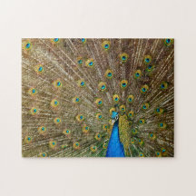 Penas das Caudas de Peacock Elegantes