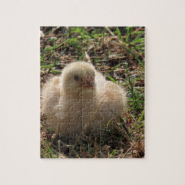Quebra-cabeça pequeno pintinho de frango, fazenda