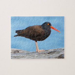 Quebra-cabeça Perfil de um Oystercatcher Preto