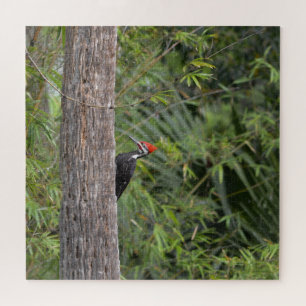 Quebra-cabeça Perfil do Pica-Pau-Grande-da-Flórida Foto da Natur