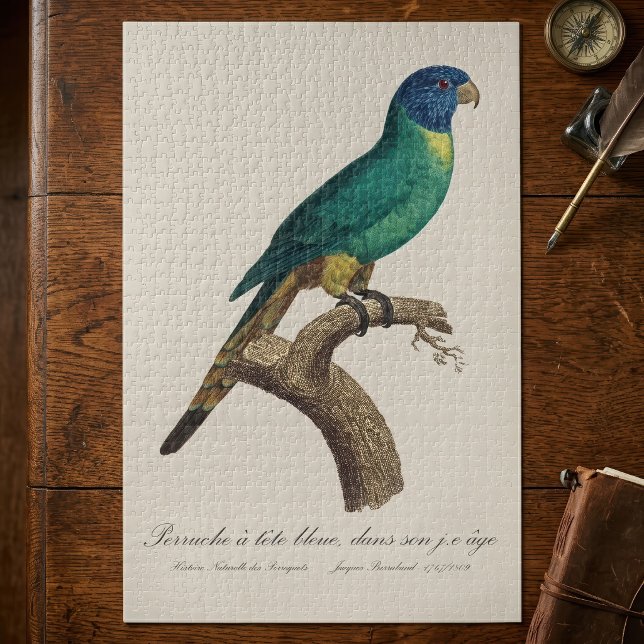 Quebra-cabeça Periquito-arco-íris jovem Trichoglossus moluccanus (Perruche a tete bleue / Rainbow lorikeet, juvenile. Jigsaw Puzzle)