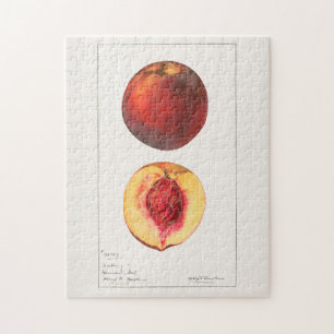 Quebra-cabeça Pêssegos (Prunus Persica) Fruta Impressão por Aq