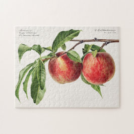 Quebra-cabeça Pêssegos (Prunus Persica) Fruta Impressão por Aqua