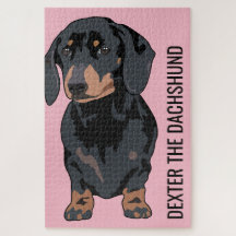 Pet Dachshund Cão