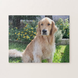 Quebra-cabeça Pet De Fotografias De Cachorro De Retriever ouro
