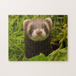 Quebra-cabeça Pet Ferret na grama