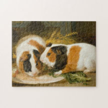 Pet Guiné Pigs Feeding (por James Ward)