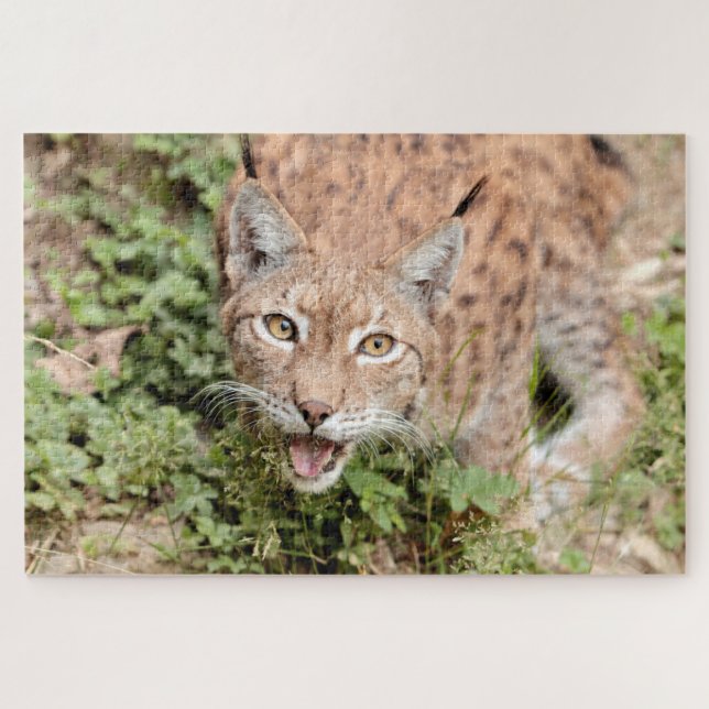 Quebra-cabeça Photo lynx, animais. (Horizontal)