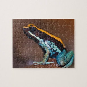 Quebra-cabeça Phyllobates vittatus, um sapo de seta venenosa