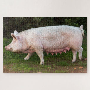 Quebra-cabeça Pig Teats Engraçado Foto