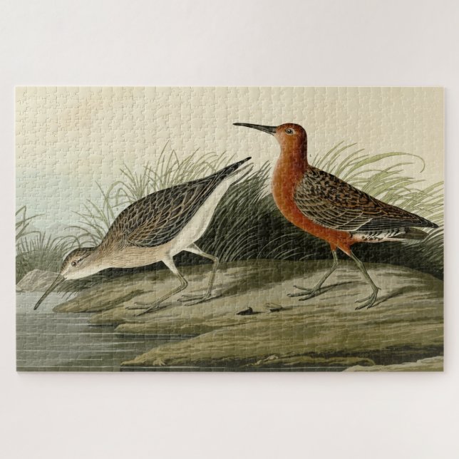 Quebra-cabeça Pigmy Curlew (Sandpiper) - Aves de Audubon da Amér (Horizontal)