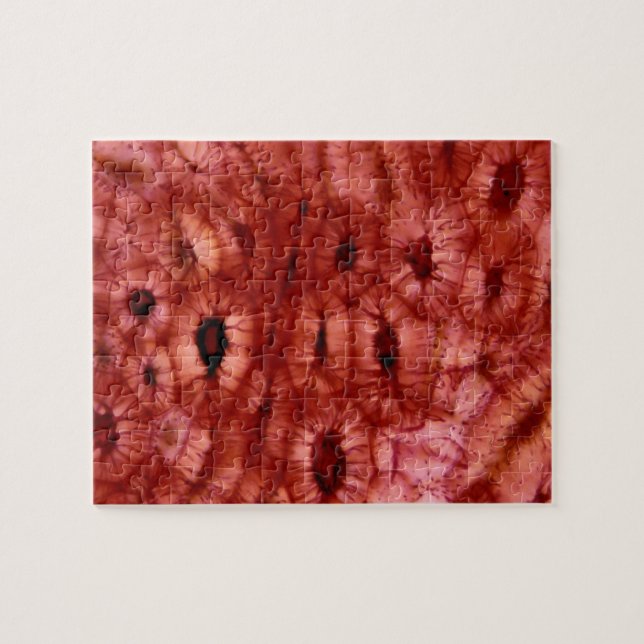 Quebra-cabeça Pilhas de Sclerenchyma de um poço da cereja (Horizontal)