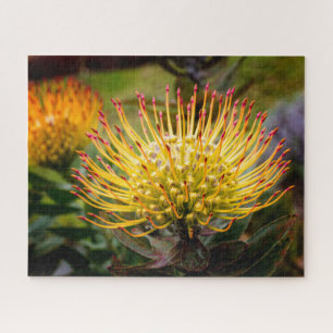 Quebra-cabeça Pin Cushion Protea Flowers em Maui