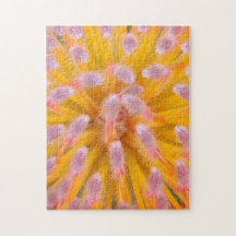 Pinças e Pincushion Proteaceae cor-de-rosa