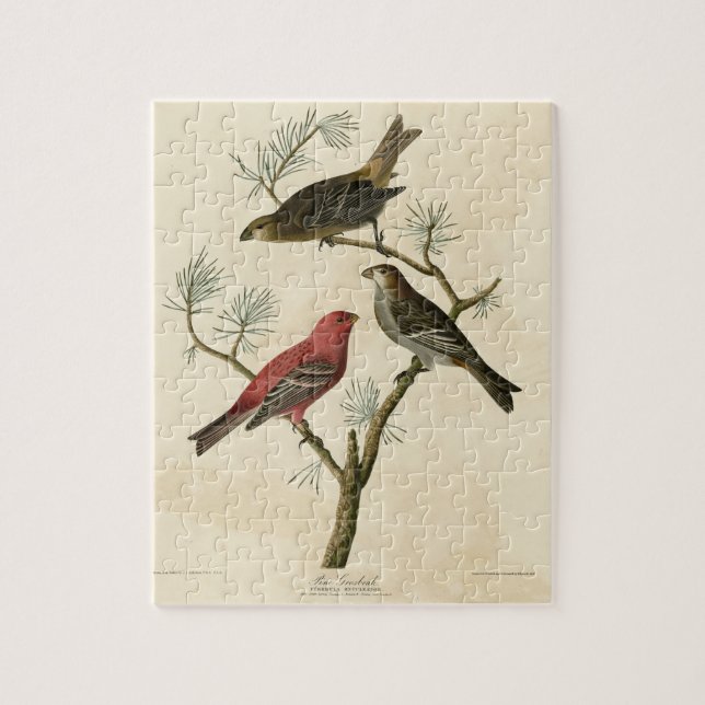 Quebra-cabeça Pine Grosbeak das Aves da América de Audubon (Vertical)
