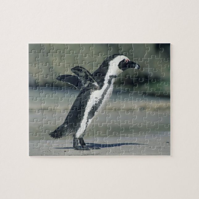 Quebra-cabeça Pinguim-africano (Horizontal)