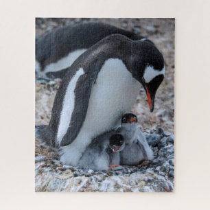 Quebra-cabeça Pinguim aninhado e Pintinhos no gelo