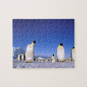 Quebra-cabeça Pinguim Antártida, Península Antártica