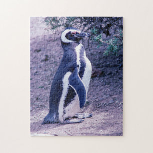 Quebra-cabeça Pinguim de Magellanic na península Valdes -