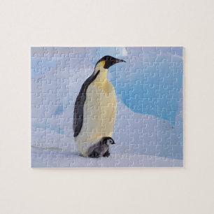 Quebra-cabeça Pinguim-imperador   Aptenodytes