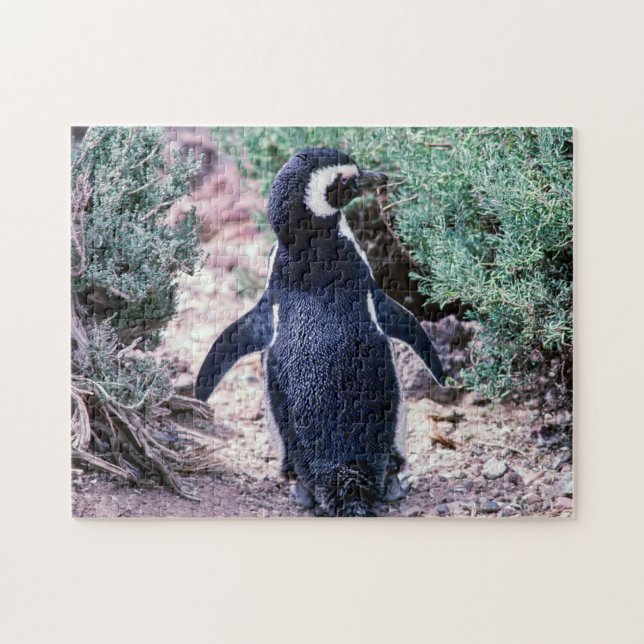 Quebra-cabeça Pinguim Magalhães em Península Valdes - Argentina (Horizontal)
