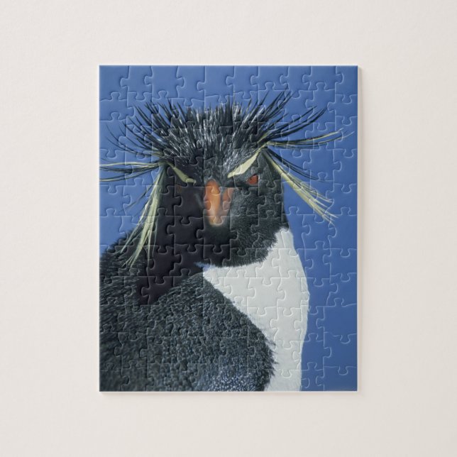 Quebra-cabeça Pinguim Saltador-rochoso (Eudyptes chrysocome) (Vertical)