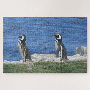 Quebra-cabeça pinguins