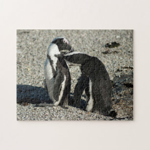 Quebra-cabeça Pinguins africanos que preparam-se