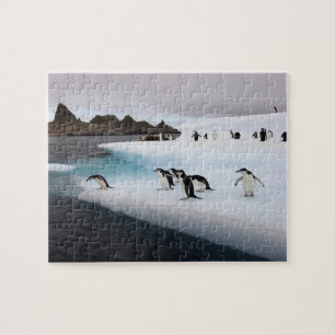 Quebra-cabeça Pinguins-de-barbicha