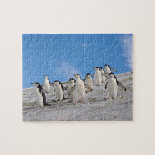 Quebra-cabeça Pinguins-de-barbicha Pygoscelis Antarctica