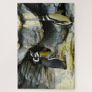 Quebra-cabeça Pinguins-de-humboldt.